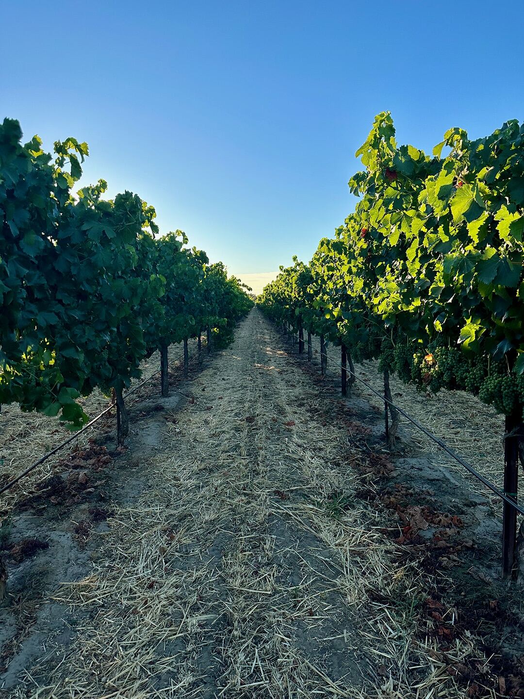 Vineyard landscape